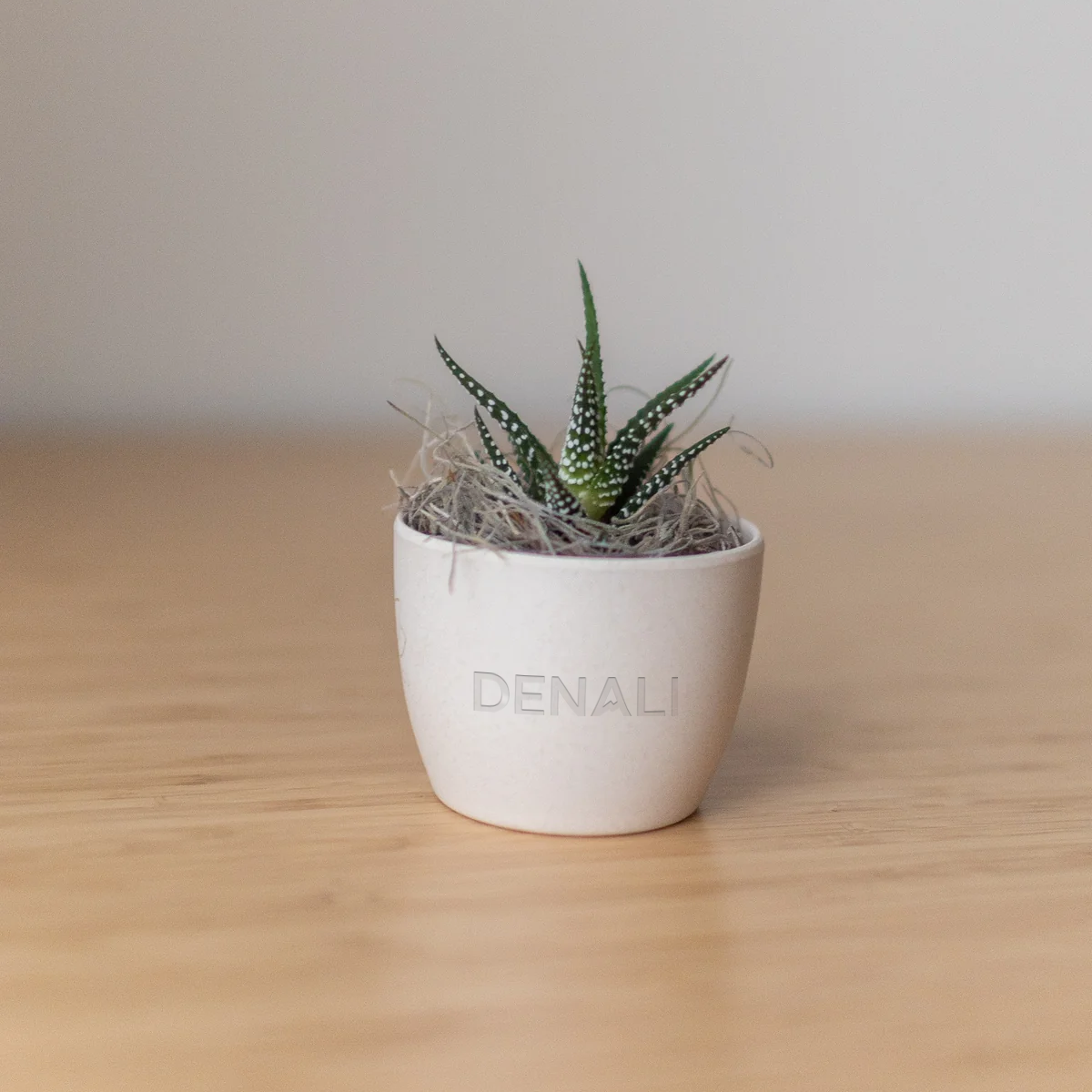 Denali Mini Harlow Cream, Jade Plant