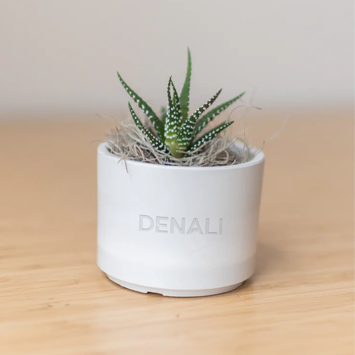 Denali Mini Mason Grey, Zebra Succulent
