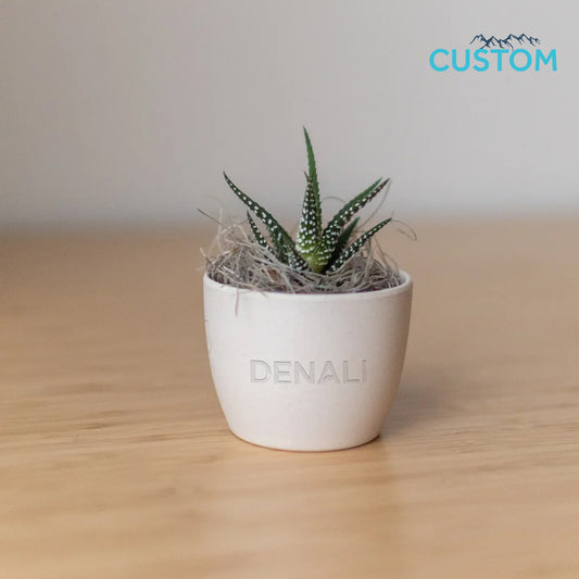 Denali Mini Harlow Cream, Jade Plant