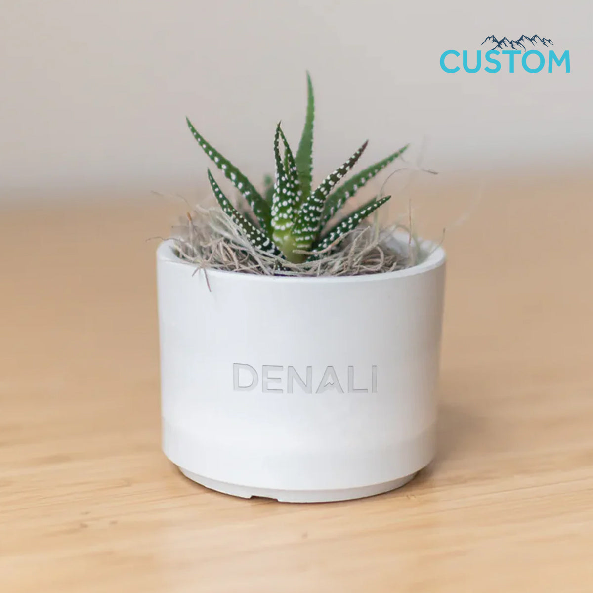 Denali Mini Mason Grey, Zebra Succulent